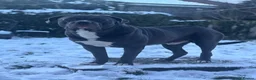 Cane Corso dogs for stud: For Stud in Wallsend - Advert 1