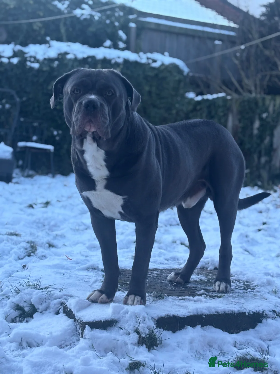 Cane Corso dogs for stud: For Stud in Wallsend - Advert 1