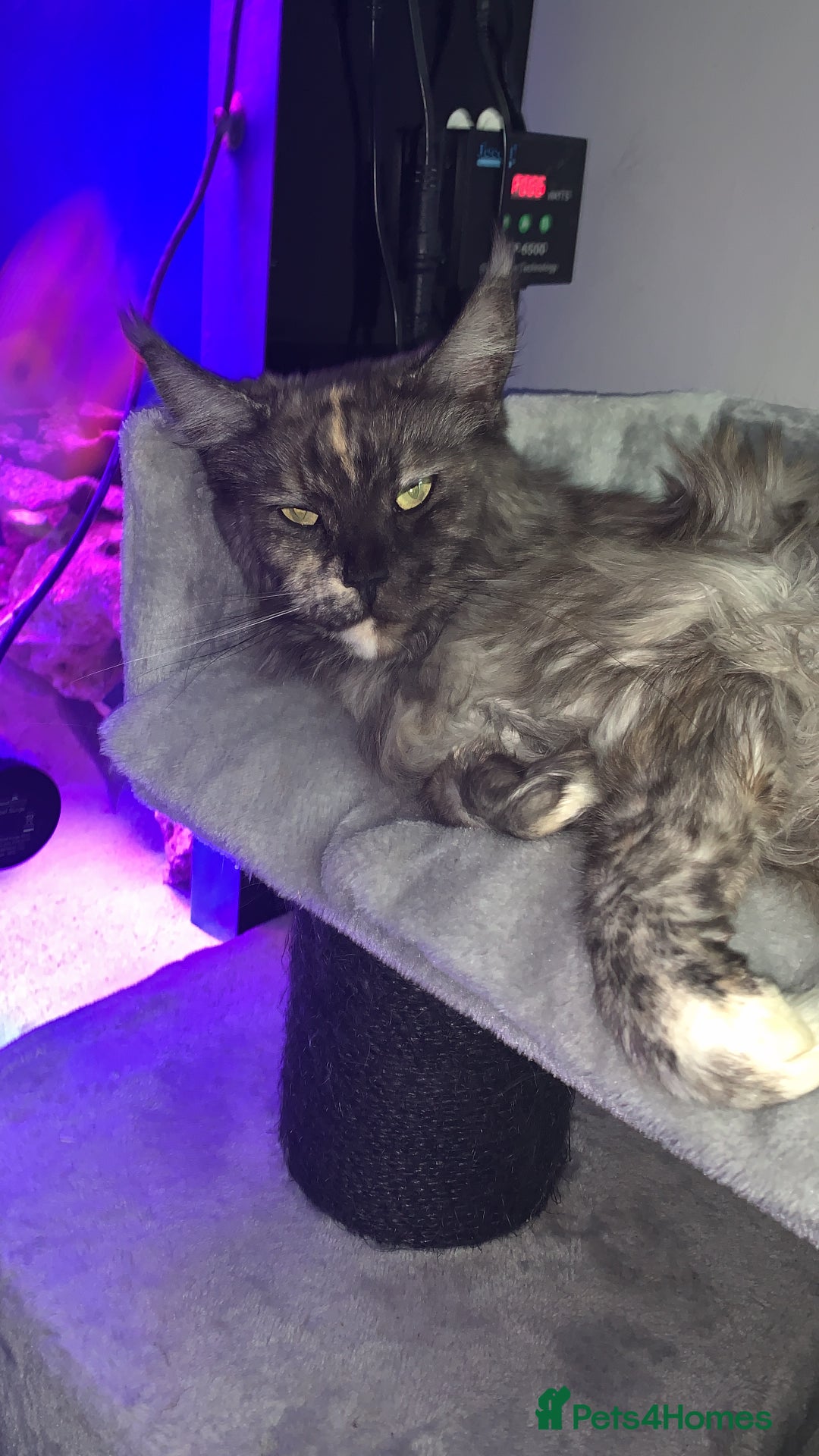 Maine Coon cats for sale: Last boy of litter - Advert 5