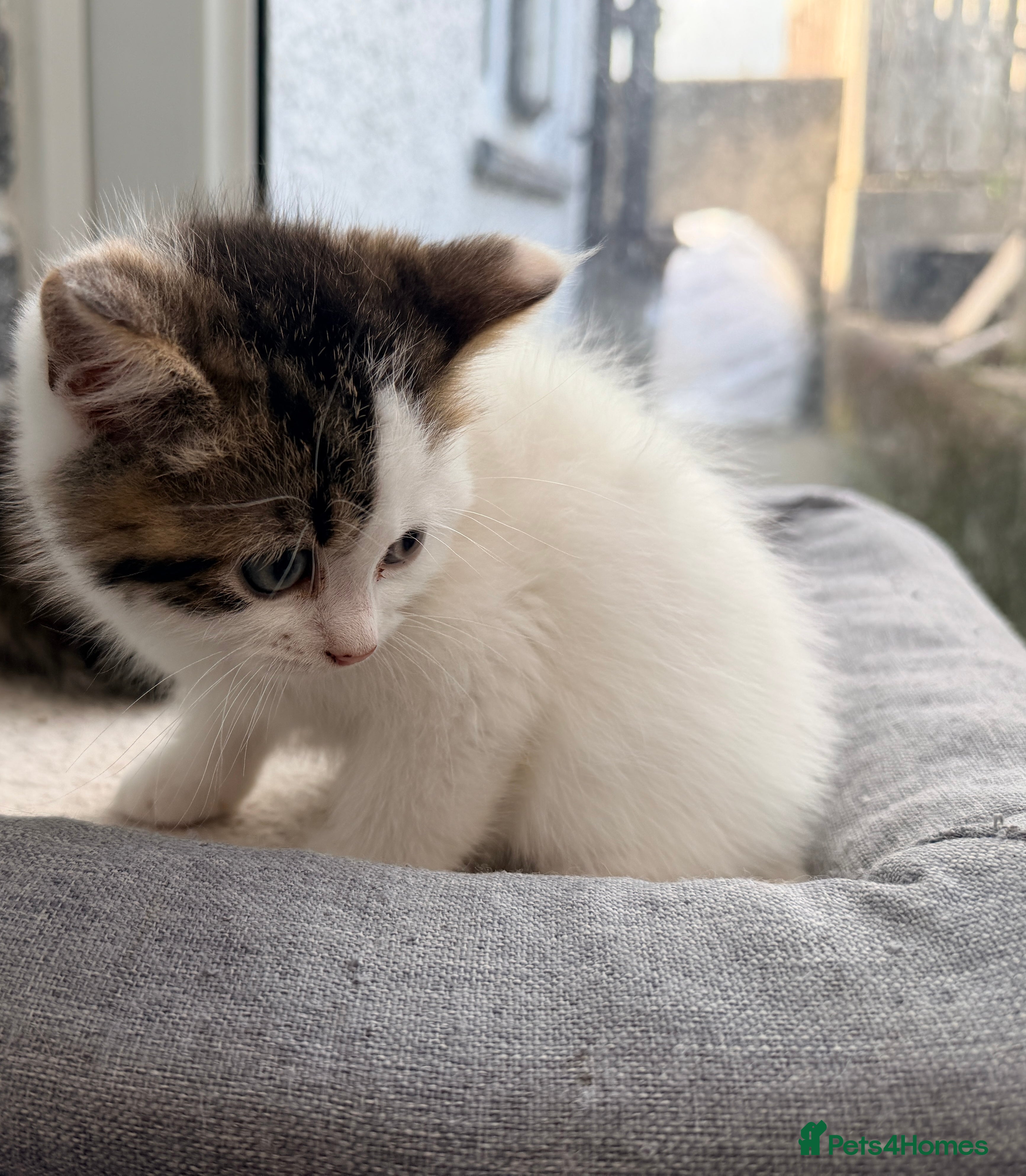 Persian cats Last little half Persian boy , ready now - Advert 14