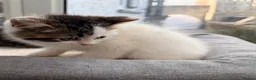 Persian cats for sale: Last little half Persian boy , ready now - Advert 4
