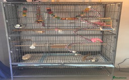 Cockatoo birds for sale: Silly tame Galah male 2025 DNA tested  - Image 7