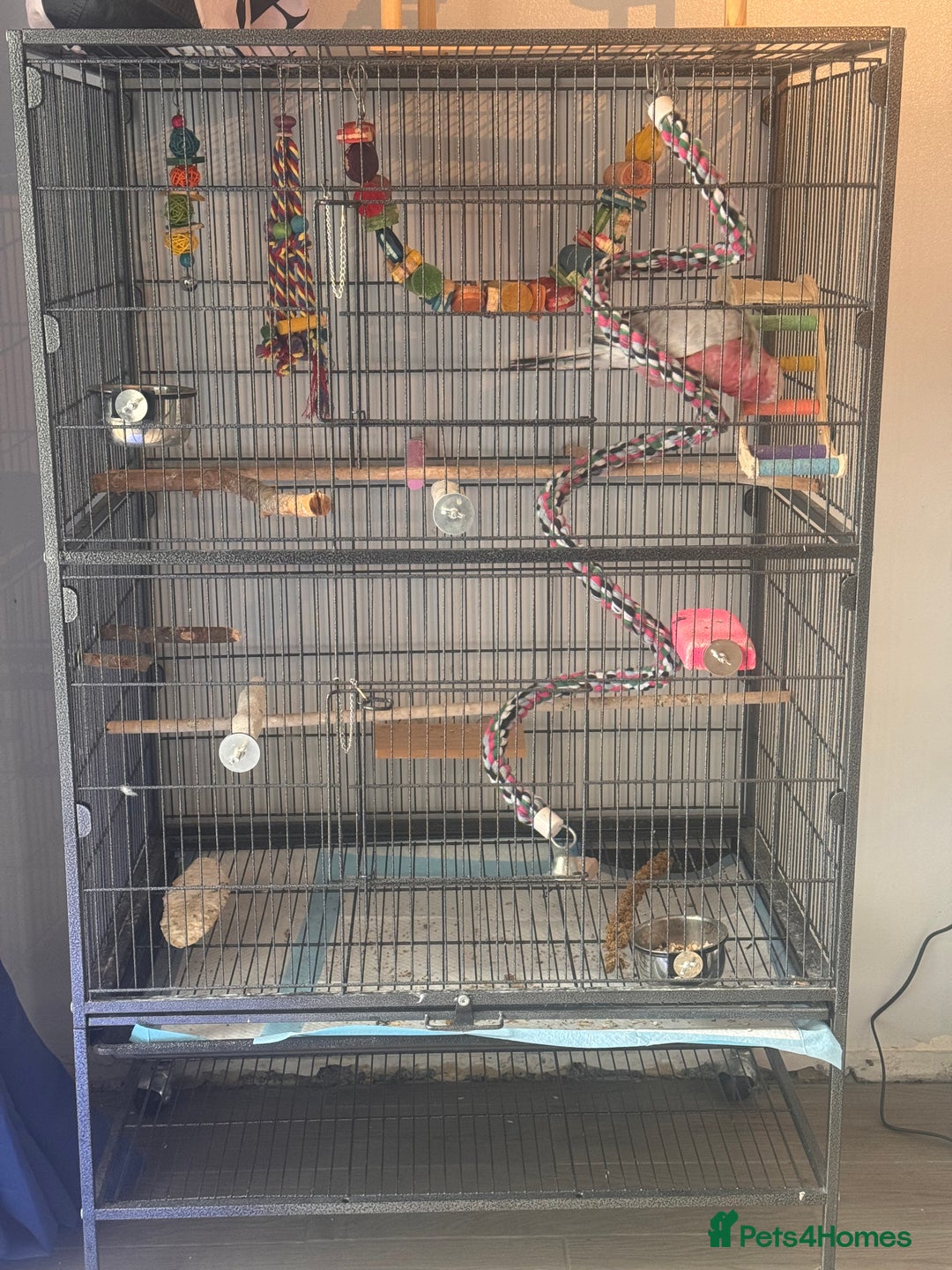Cockatoo birds for sale: Silly tame Galah male 2025 DNA tested  - Image 7