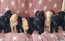 Labradoodle dogs for sale: BEAUTIFUL LABRADOODLE PUPPIES READY NOW  - Image 11