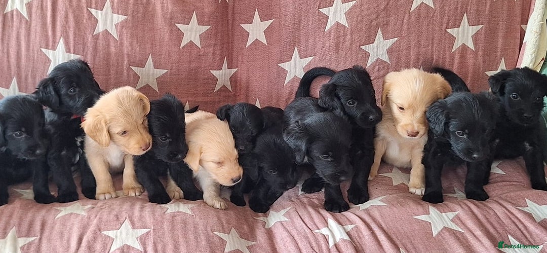 Labradoodle dogs for sale: BEAUTIFUL LABRADOODLE PUPPIES READY NOW  - Image 11
