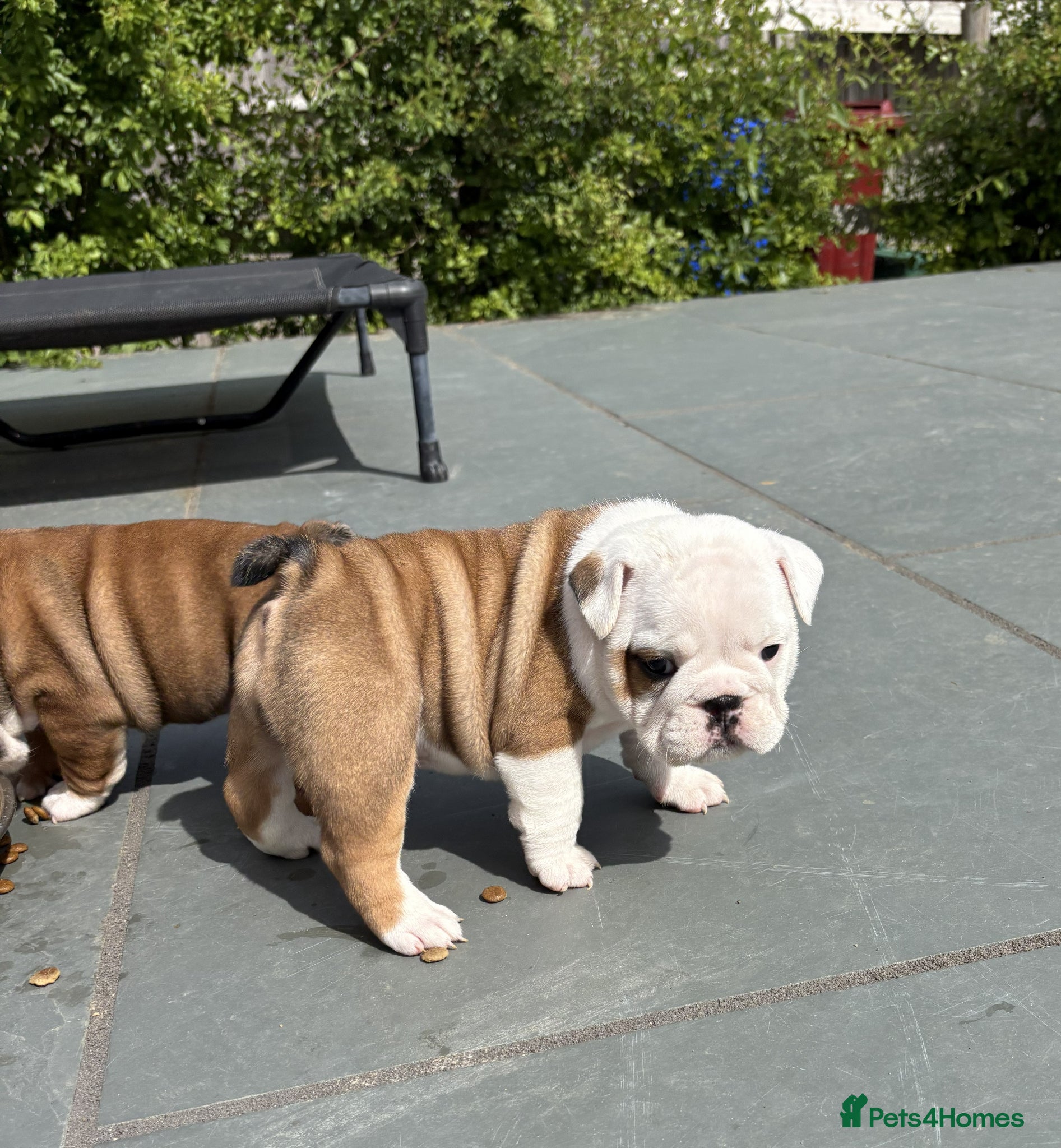 English Bulldog dogs for sale: 🐾KC reg Red & White English Bulldog 🐶 - Advert 28