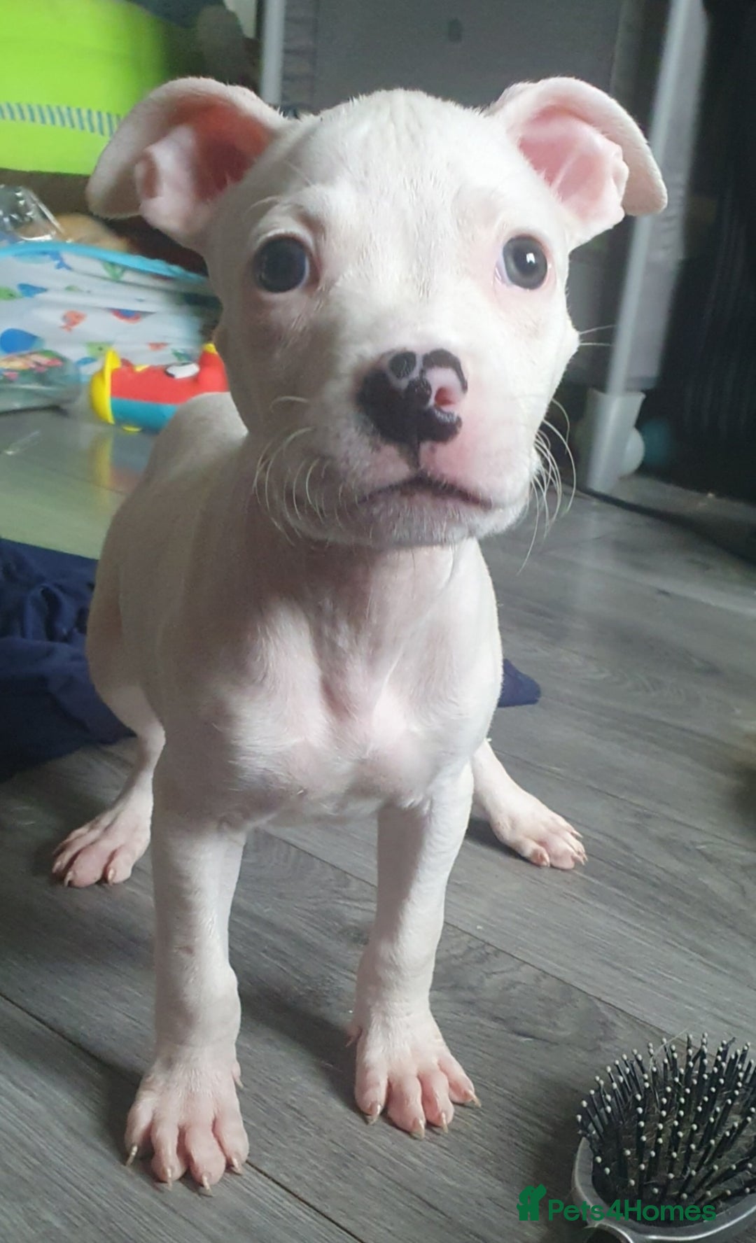 Mixed Breed dogs for sale: Staffy cross grate dane  - Image 2