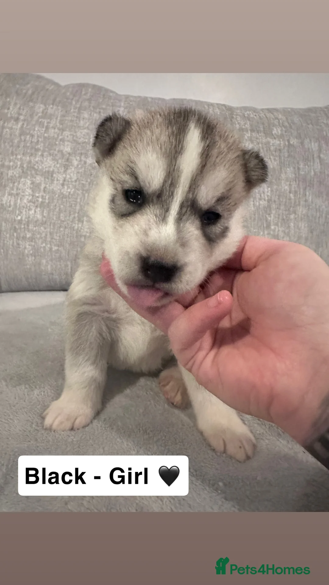Siberian Husky dogs for sale: 5 beautiful Siberian Husky’s  - Advert 5