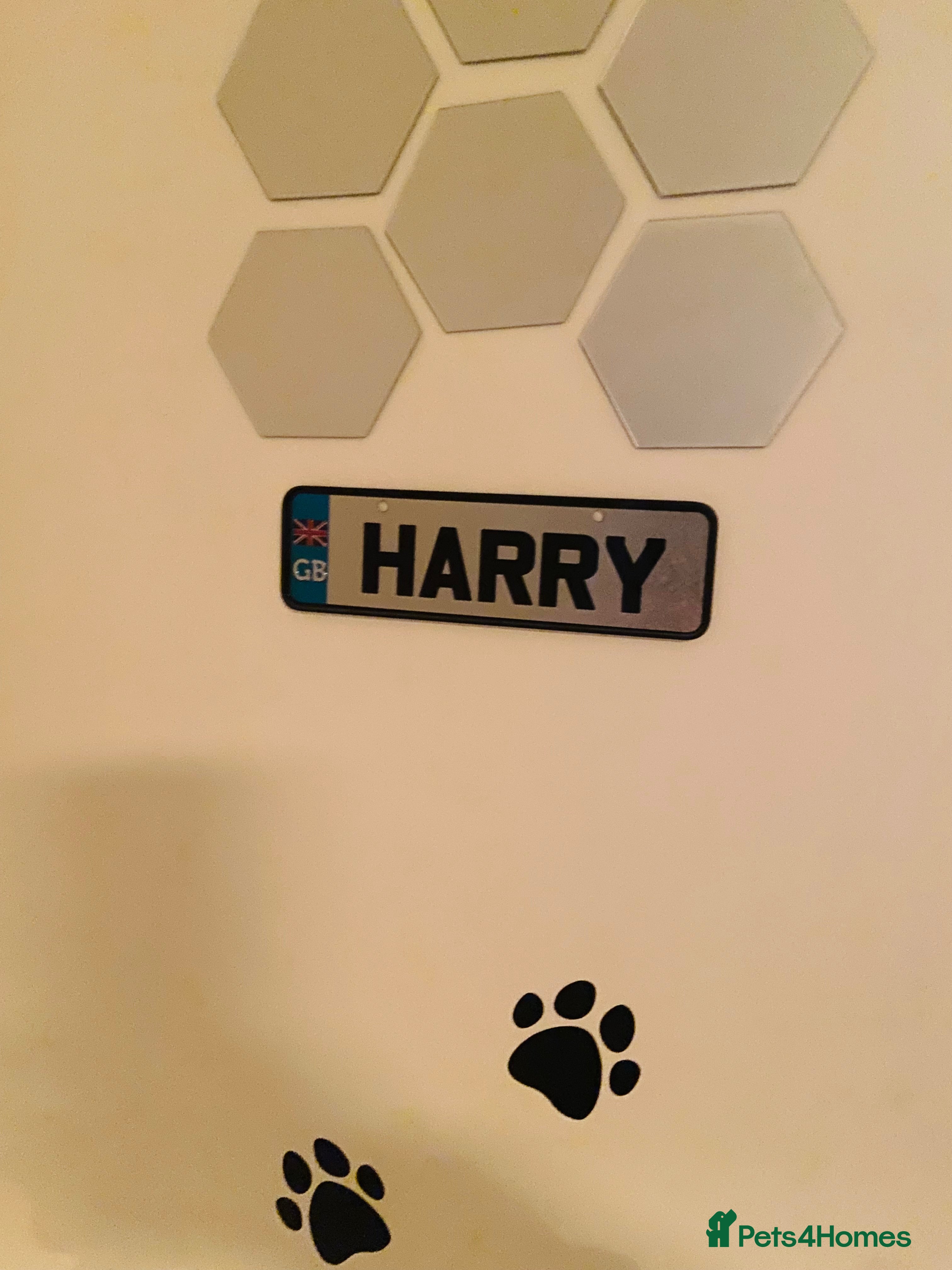 English Bulldog dogs Exceptional Ch Bloodline RICATORI ROMAN KING - Advert 15