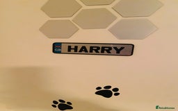 English Bulldog dogs for stud: Exceptional Ch Bloodline RICATORI ROMAN KING - Image 1