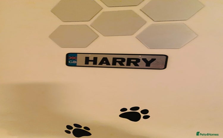 English Bulldog dogs - Advert 1