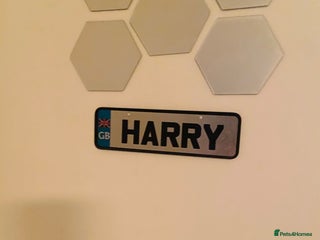 English Bulldog dogs - Advert 1