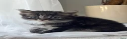 Mixed Breed cats for sale: Beautiful Kittens Looking for Their Forever Home - Advert 15