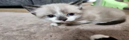 Mixed Breed cats for sale: 3 beautiful mixed breed kittens  - Advert 16