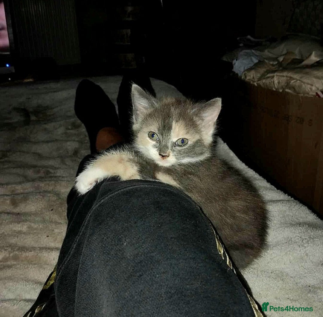 Mixed Breed cats for sale: Mixed breed kittens  - Image 7