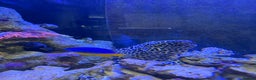 Other/Mixed Breed fish for sale: Tessellated Moray Eel - Advert 1