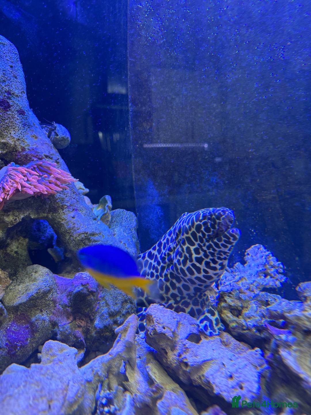 Other/Mixed Breed fish for sale: Tessellated Moray Eel - Advert 1