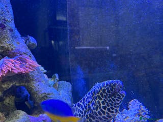 Other/Mixed Breed fish Tessellated Moray Eel - Advert 1