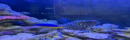 Other/Mixed Breed fish for sale: Tessellated Moray Eel - Advert 1