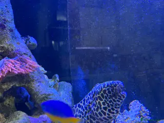 Other/Mixed Breed fish Tessellated Moray Eel - Advert 10