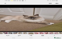 Ragdoll cats for sale: Kittens ready now! - Image 19