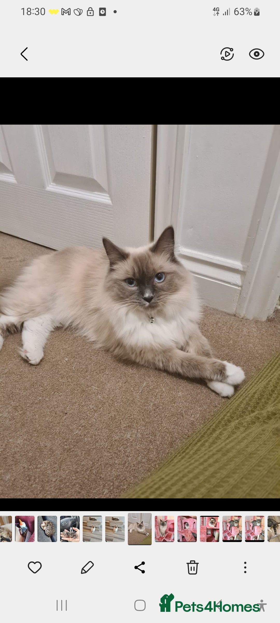 Ragdoll cats for sale: Kittens ready now! - Image 19