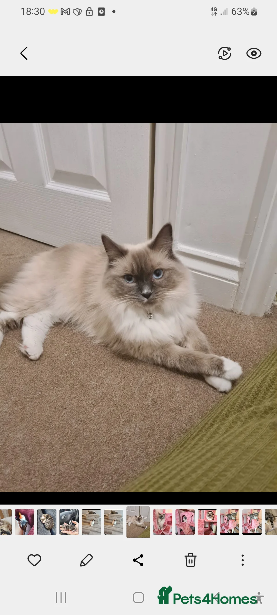 Ragdoll cats for sale: Kittens ready now! - Advert 19