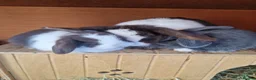 Mini Lop rabbits for sale: Beautiful Mini Lop Does - Advert 8