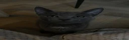 European cats for sale: Cats for sale  - Advert 3