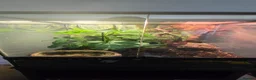 Frog reptiles for sale: White tree frogs blue and brown eyed - Advert 3