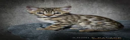Bengal cats for sale: Waiting list open for kittens 2026-expecting 27.01 - Advert 27