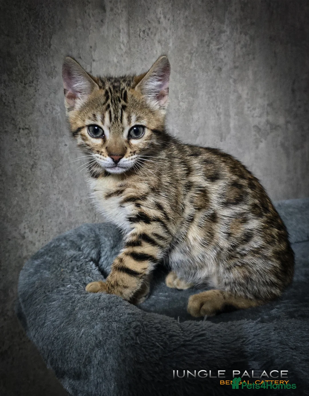 Bengal cats for sale: Waiting list open for kittens 2026-expecting 27.01 - Advert 27