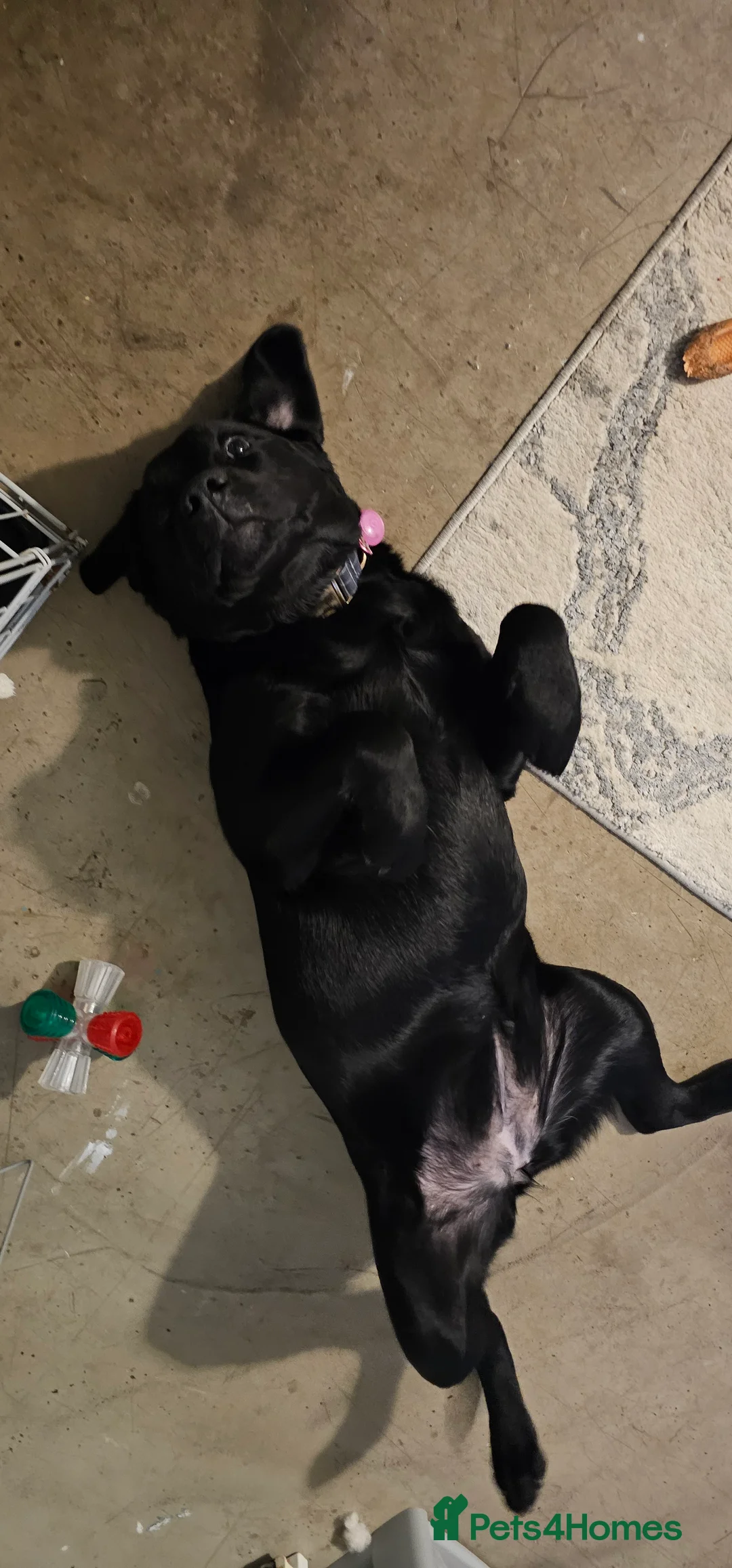 Labrador Retriever dogs for sale: 7 month old Labrador  in Dover - Advert 2