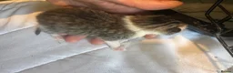 Mixed Breed cats for sale: 5 Cute kittens 🐈 - Advert 11