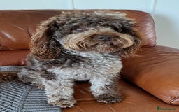 Cockapoo dogs for stud: cockapoo for stud merle DNA health tested, proven  in Bristol - Image 1