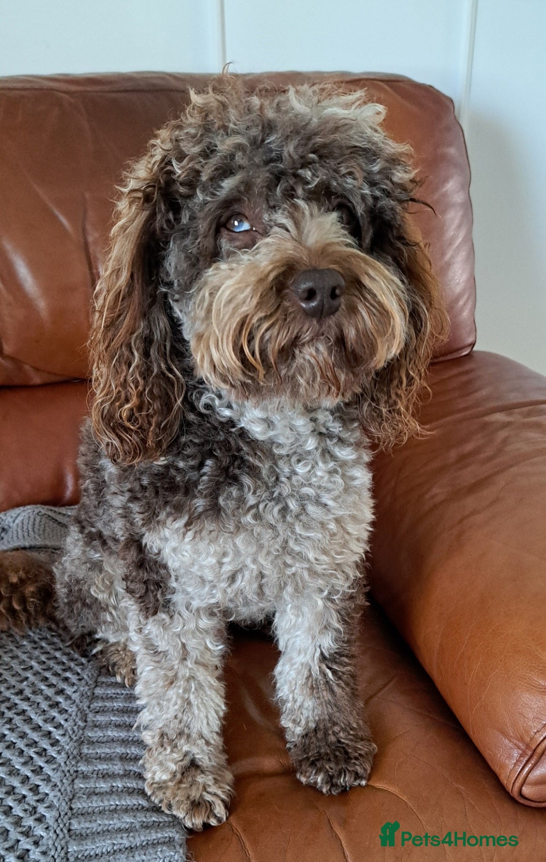 Cockapoo dogs for stud: cockapoo for stud merle DNA health tested, proven  in Bristol - Image 1