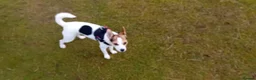 Jackapoo dogs for sale: Beautiful Jackapoo Puppies in Cheltenham - Advert 10