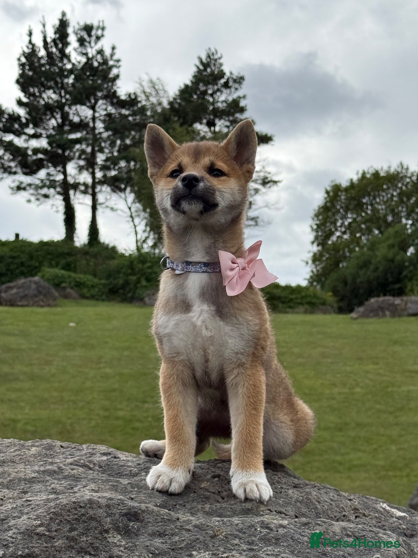 Japanese Shiba Inu dogs Kc registered Shiba Inu  - Advert 7
