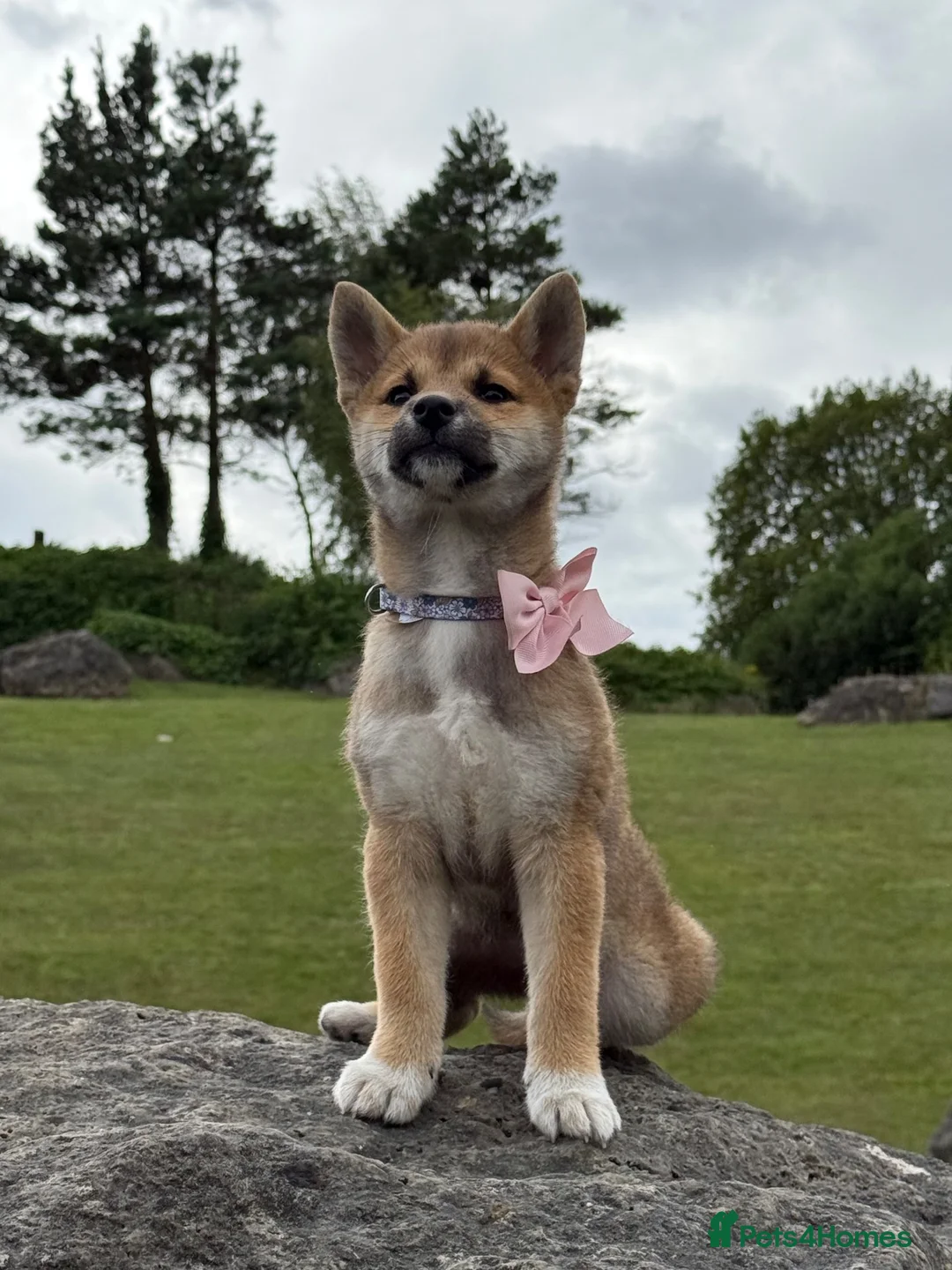 Japanese Shiba Inu dogs for sale: Kc registered Shiba Inu  - Advert 1