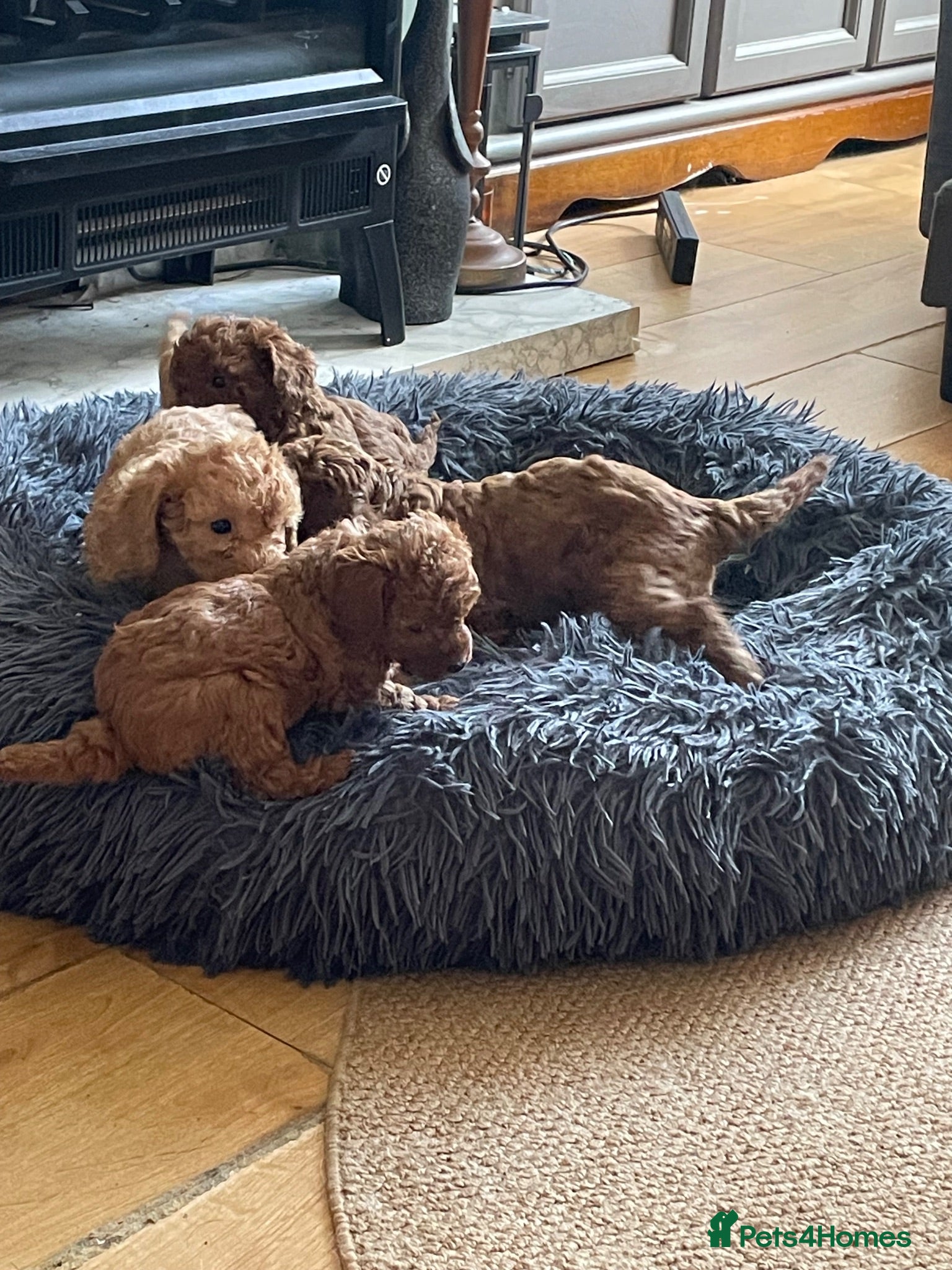 Cockapoo dogs Beautiful cockapoos  - Advert 4