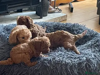 Cockapoo dogs Beautiful cockapoos - Advert 5