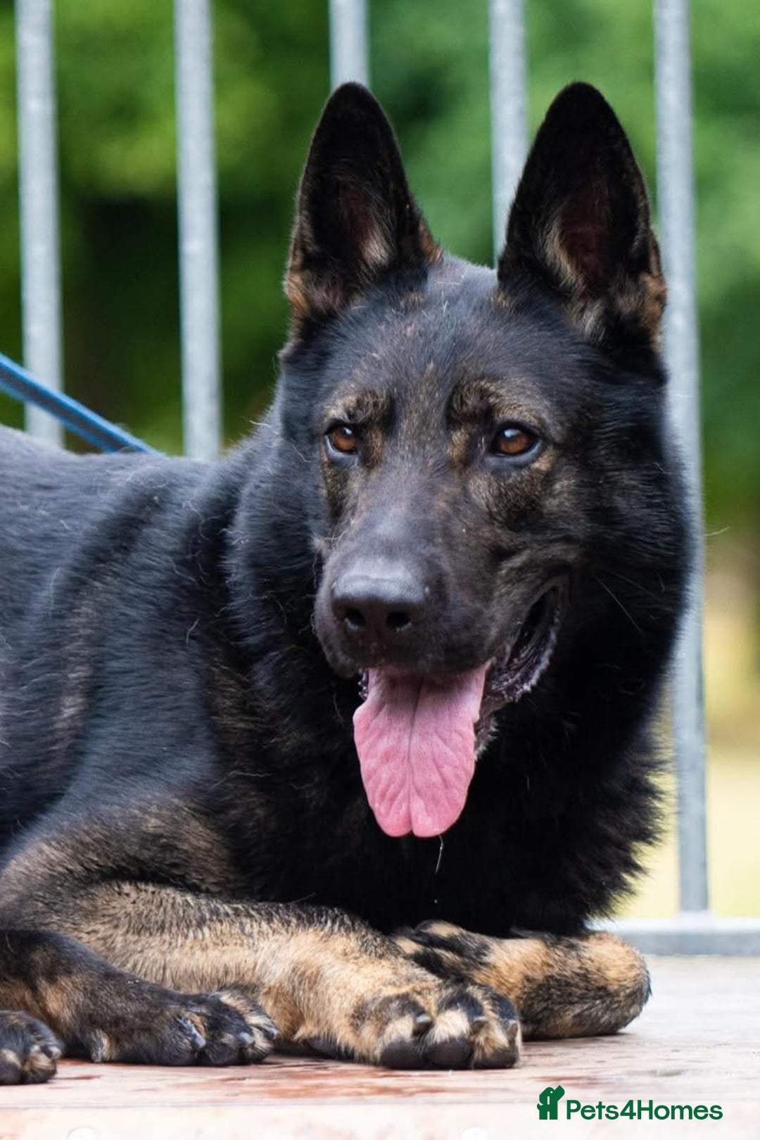 German Shepherd dogs for sale: German shepherd puppies - Advert 26