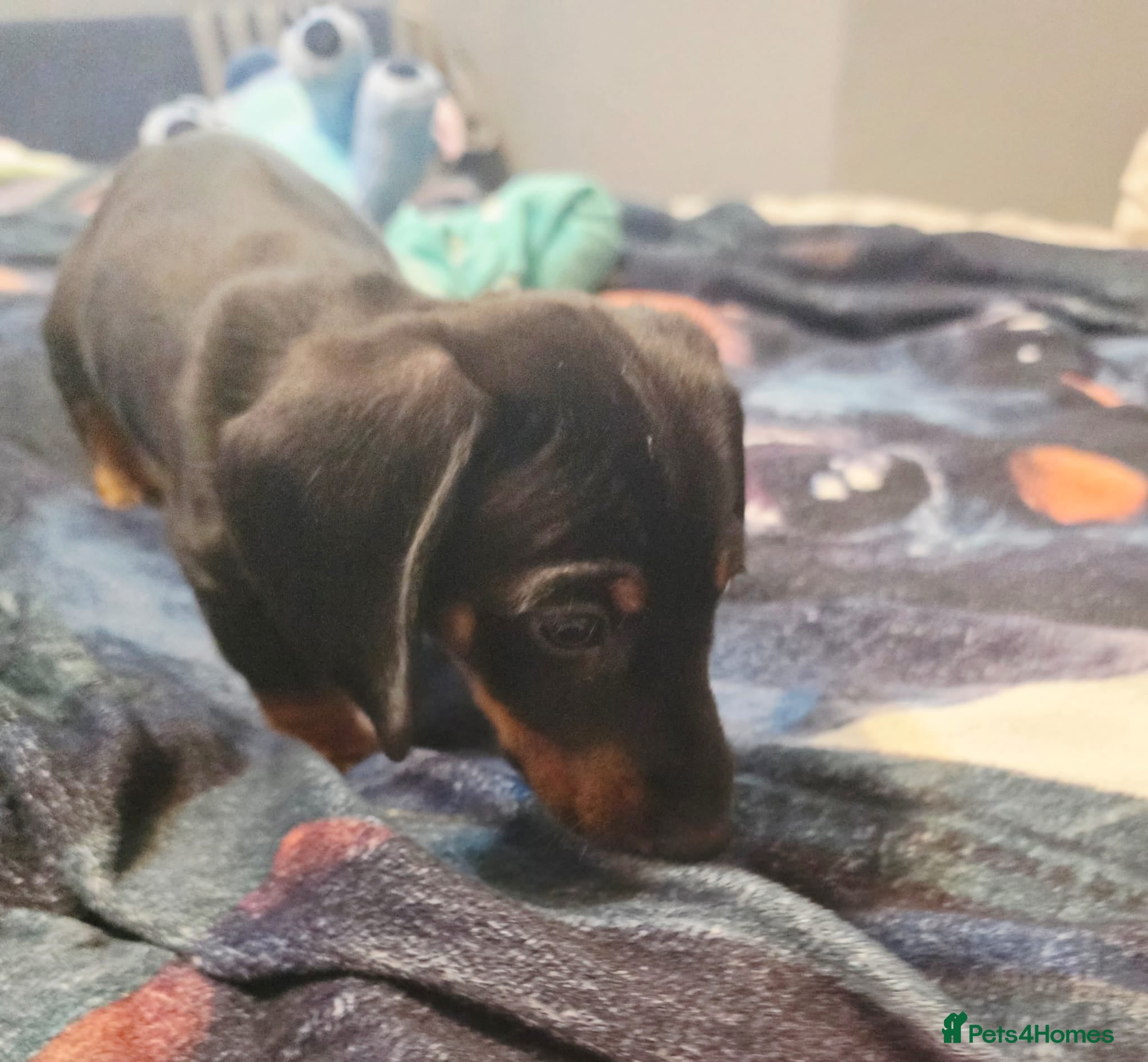 Dachshund dogs Mega cute half long haired dachshund puppies  - Advert 5