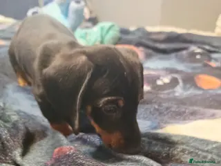 Dachshund dogs Mega cute half long haired dachshund puppies - Advert 5