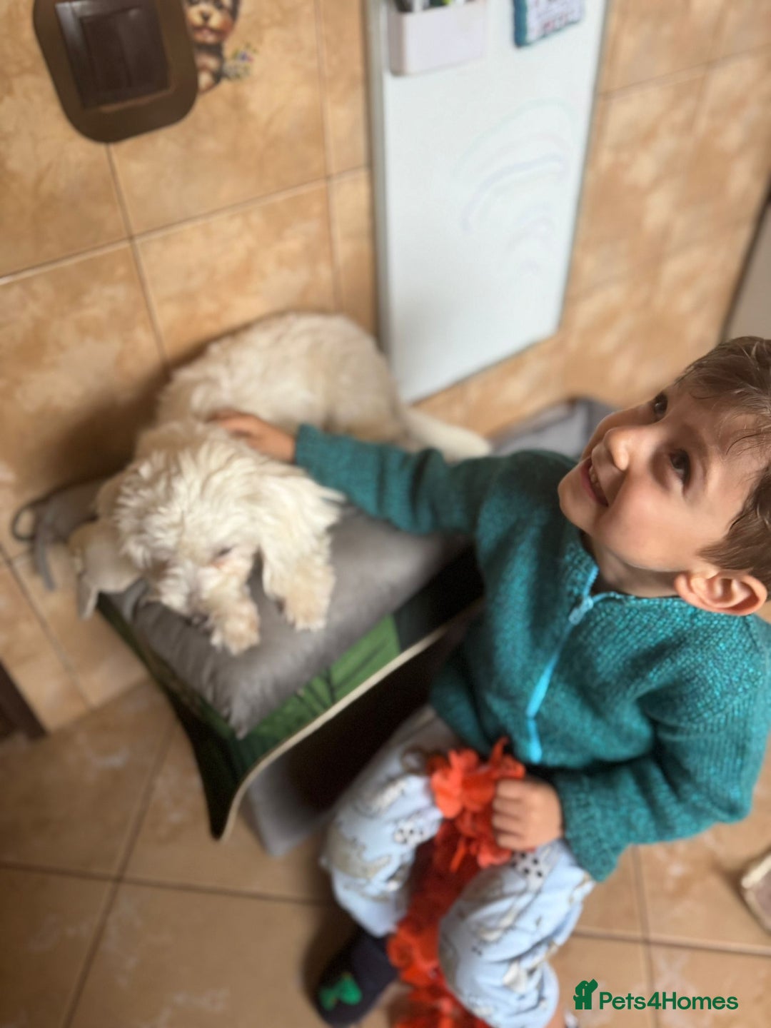 Bichon Frise dogs for adoption: Meet PACO - a Lovely little boy, for a Loving Home - Advert 10