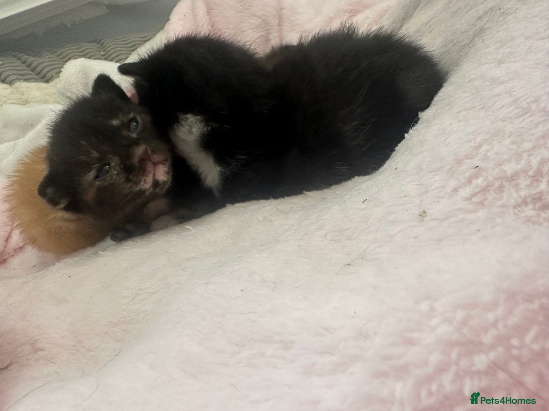Mixed Breed cats for sale: Kittens  - Image 10