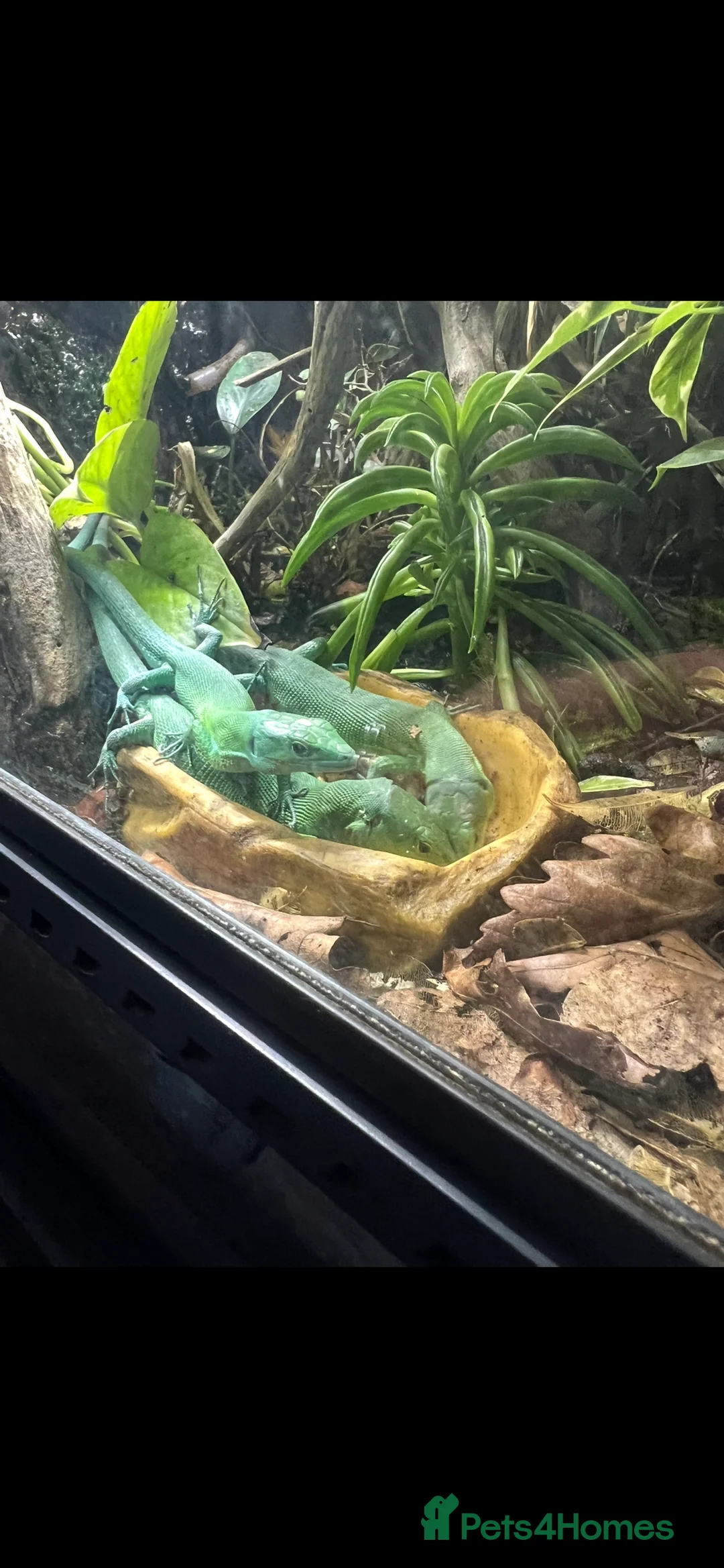 Lizard reptiles for sale: 3 x green keel bellied lizards  - Advert 2