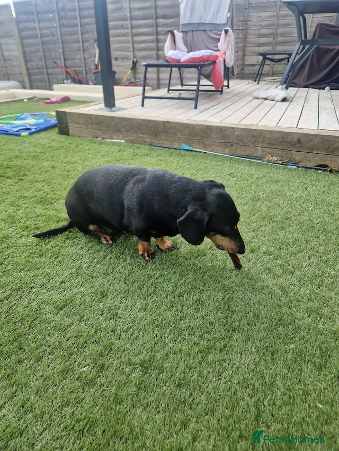 Dachshund dogs for sale: 2x Dachshunds Male 7&8 years - Advert 7