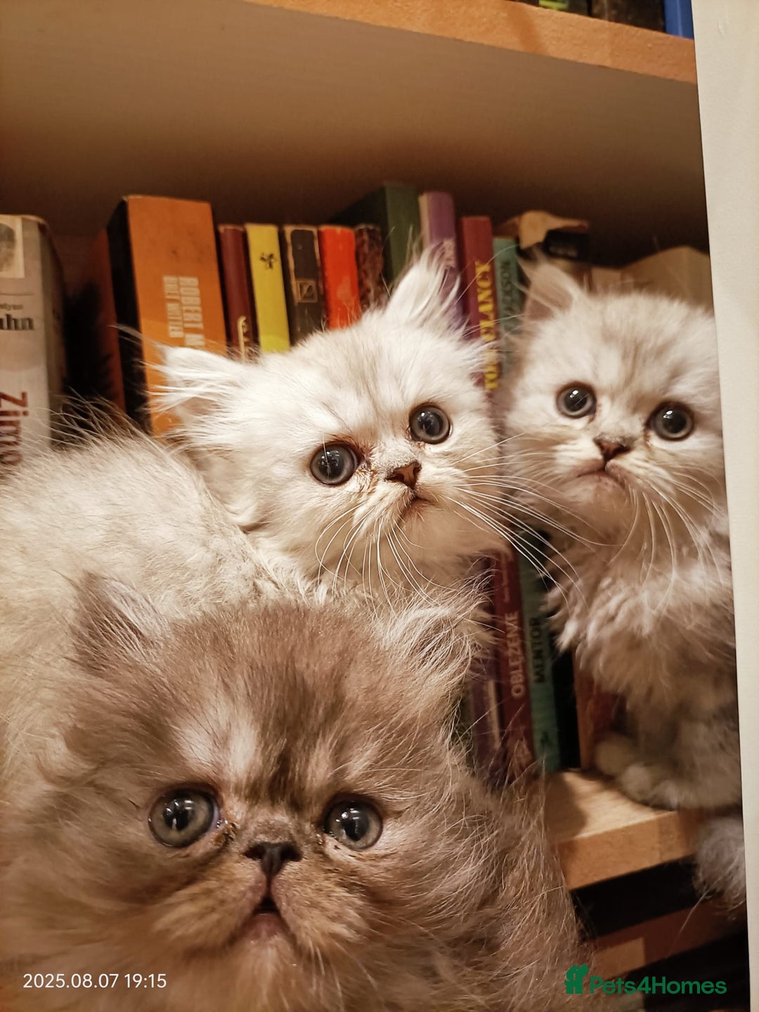 Persian cats for sale: Amazing Persian kittens  - Image 26