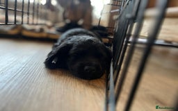 Cocker Spaniel dogs for sale: Gorgeous KC Working Cocker Spaniel Puppy Available - Image 16